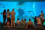 Tagesausflug zum Palma Aquarium mit Transfer ab Alcúdia - Bild 1