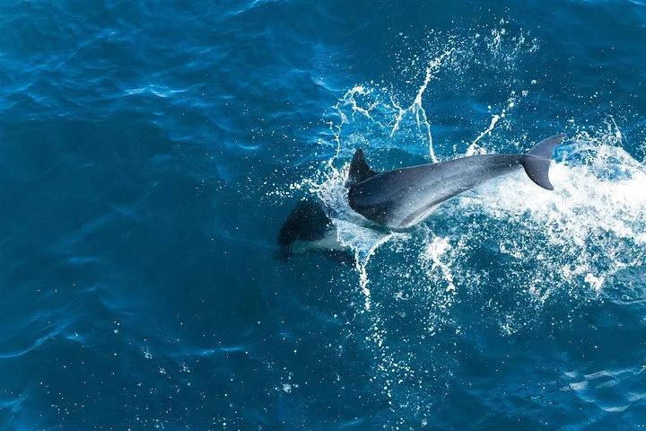 Delfinbeobachtung an der Südwestküste Mallorcas - Bild 2