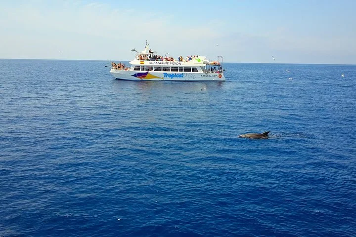Delfinbeobachtung an der Südwestküste Mallorcas - Bild 4