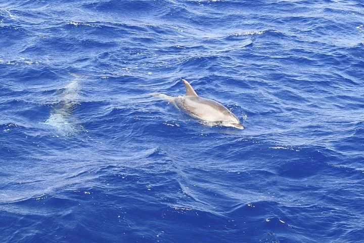 Delfinbeobachtung an der Südwestküste Mallorcas - Bild 5