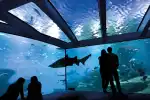 Palma Aquarium Ticket inklusive Transferservice - Bild 1