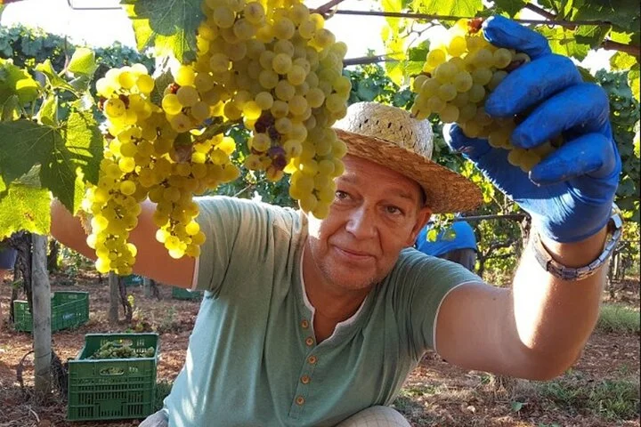 Mallorca Minibustour: Bodega, Weinprobe und Olivenöl-Finca - Bild 2