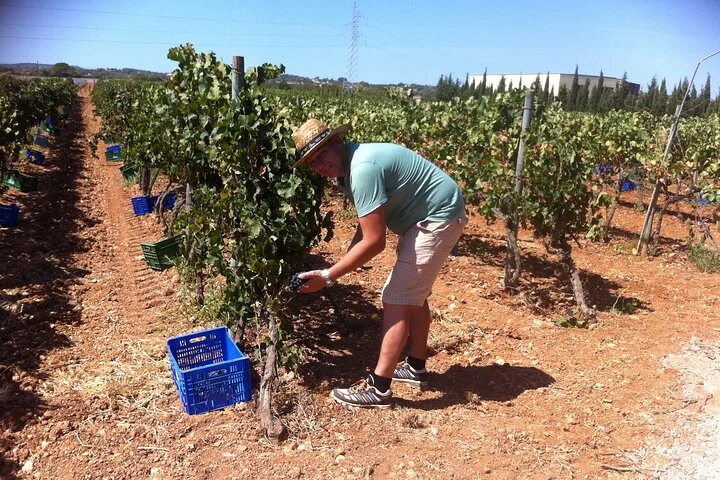Mallorca Minibustour: Bodega, Weinprobe und Olivenöl-Finca - Bild 4