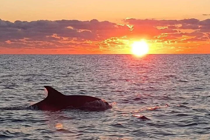 Delfinbeobachtung im Morgengrauen ab Alcúdia - Bild 2