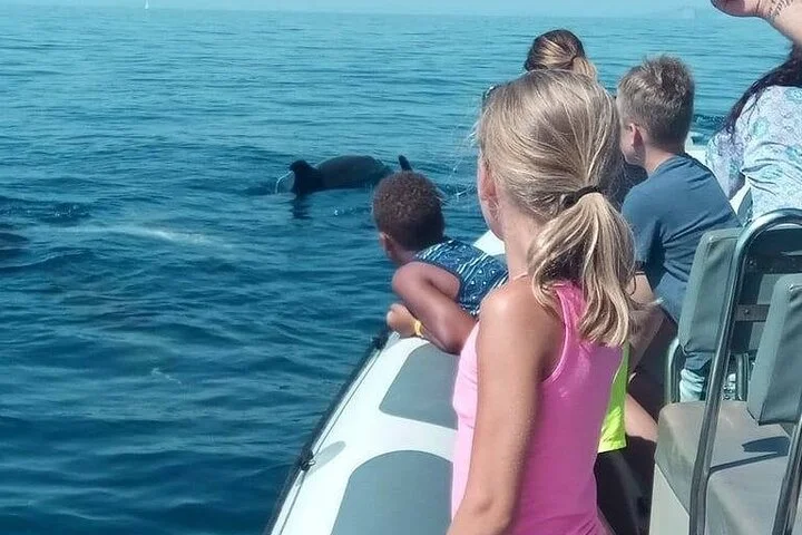 Delfinbeobachtung im Morgengrauen ab Alcúdia - Bild 3