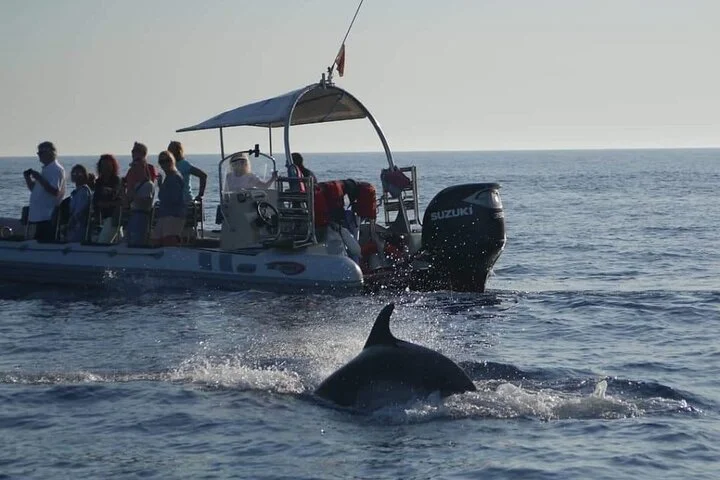 Delfinbeobachtung im Morgengrauen ab Alcúdia - Bild 4
