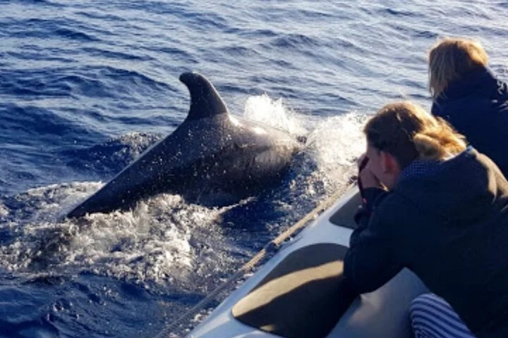 Delfinbeobachtung im Morgengrauen ab Alcúdia - Bild 5