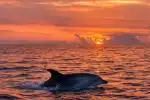 Avistamiento de delfines al amanecer en lancha rápida desde Alcúdia - Imagen 1