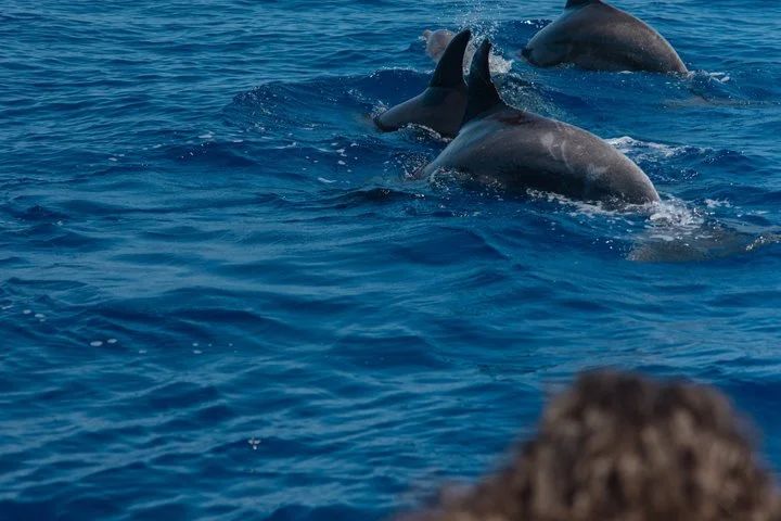 Delfinbeobachtung auf Mallorca in kleiner Gruppe - Bild 2