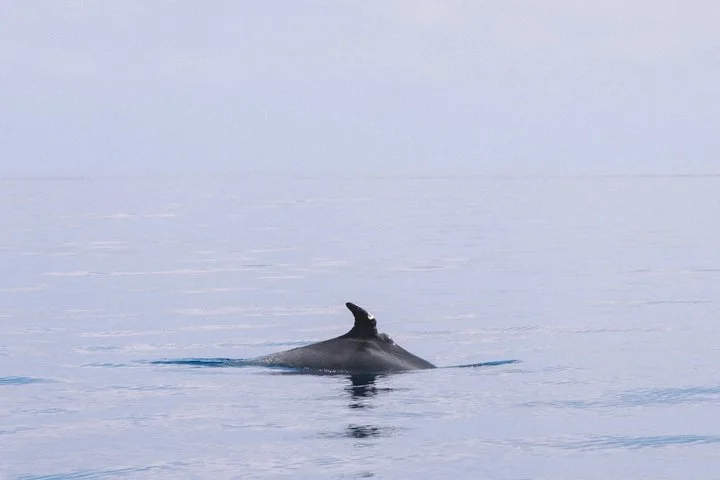Delfinbeobachtung auf Mallorca in kleiner Gruppe - Bild 4