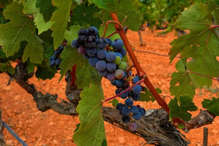 Private Mallorca Wine Tour and Tasting in Santa Maria - Image 4