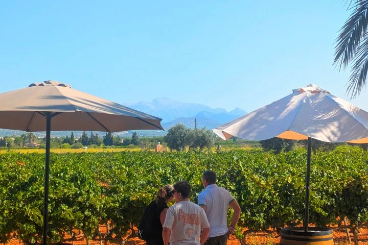 Private Wein- und Kulinarik-Tour ab Palma de Mallorca - Bild 2