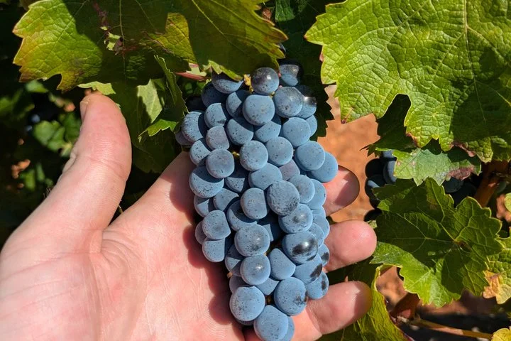 Private Wein- und Kulinarik-Tour ab Palma de Mallorca - Bild 3