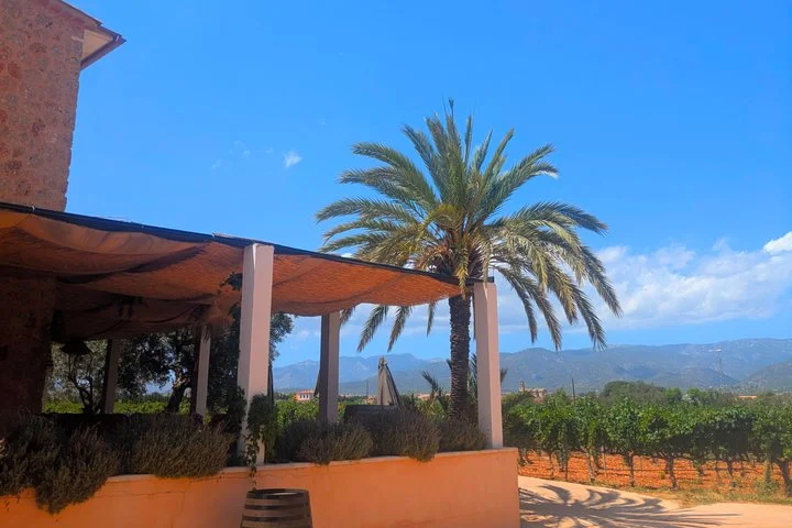 Private Wein- und Kulinarik-Tour ab Palma de Mallorca - Bild 5
