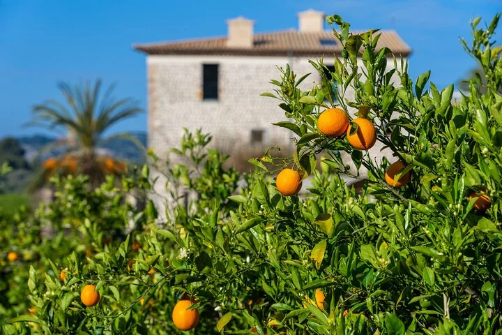 Geführte Tramuntana-Tour mit dem historischen Zug ab Palma - Bild 2
