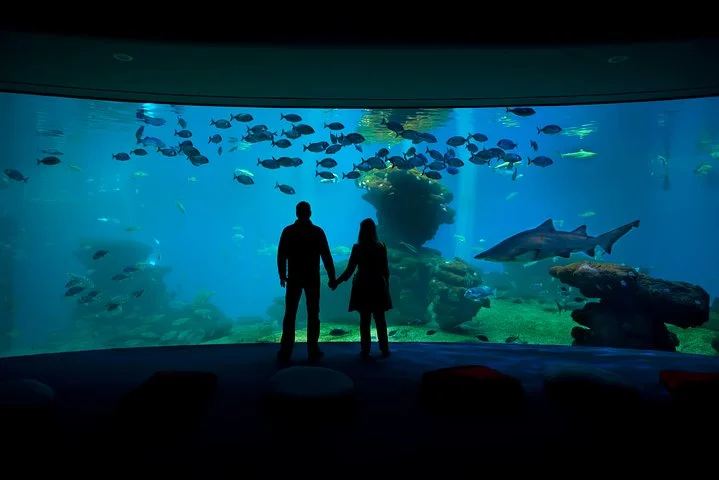 Palma Aquarium Ausflug mit Bustransfer ab Port Alcudia - Bild 2