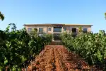 Vi Rei Weingut-Tour und Weinprobe in Llucmajor - Bild 1