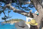 Private Tour auf Mallorca: Geheimtipps und kulinarische Genüsse - Bild 1
