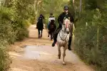 Authentischer Ausritt durch das ländliche Mallorca - Bild 1