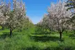 Mandelblüten-Tour im Minivan auf Mallorca mit deutschem Guide - Bild 1