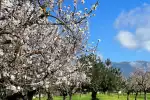 Geführte Tour zur Mandelblüte auf Mallorca ab Palma - Bild 1