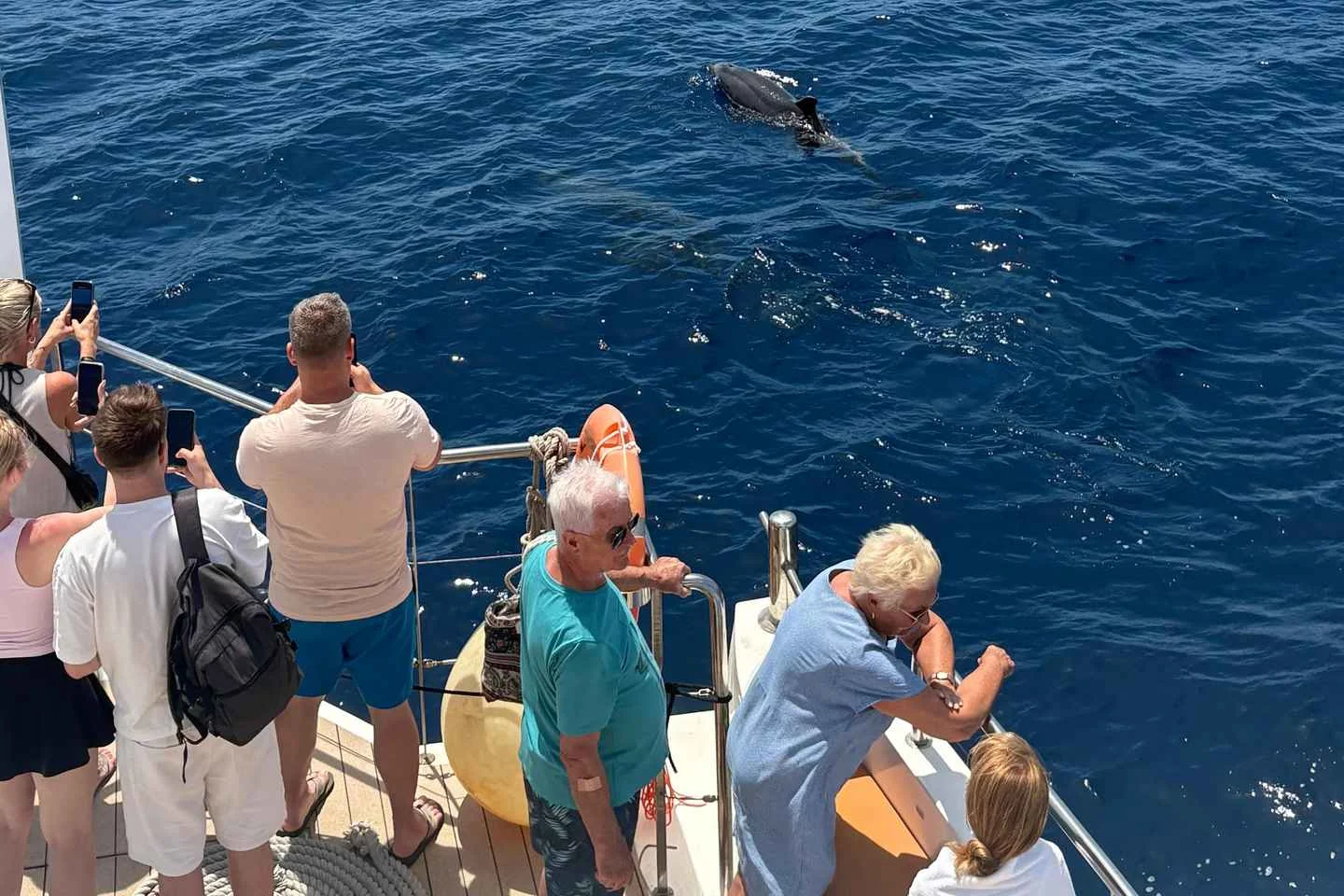 Morgendliche Delfinbeobachtungs-Bootstour ab Palma - Bild 3