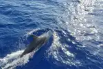 Avistamiento de delfines en barco con fondo de cristal desde Paguera - Imagen 1