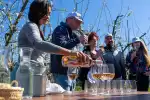 Mallorca Weintour: Kleingruppentour zu zwei emblematischen Weingütern - Bild 1