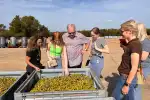 Olivenöl-Verkostung und Mühlen-Tour auf einem Bauernhof in Palma - Bild 1